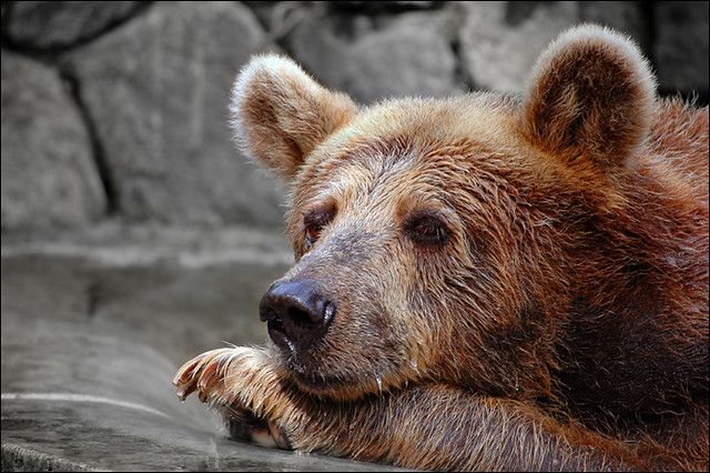 A Look to the Week Ahead: What Bear Market?